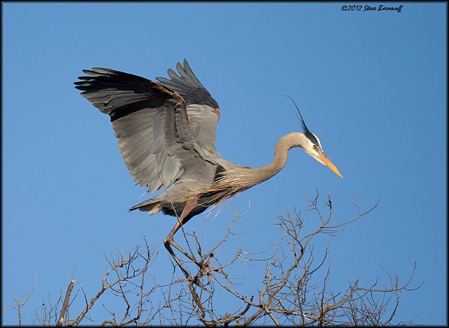 _2SB3702 great-blue heron landing in tree.jpg